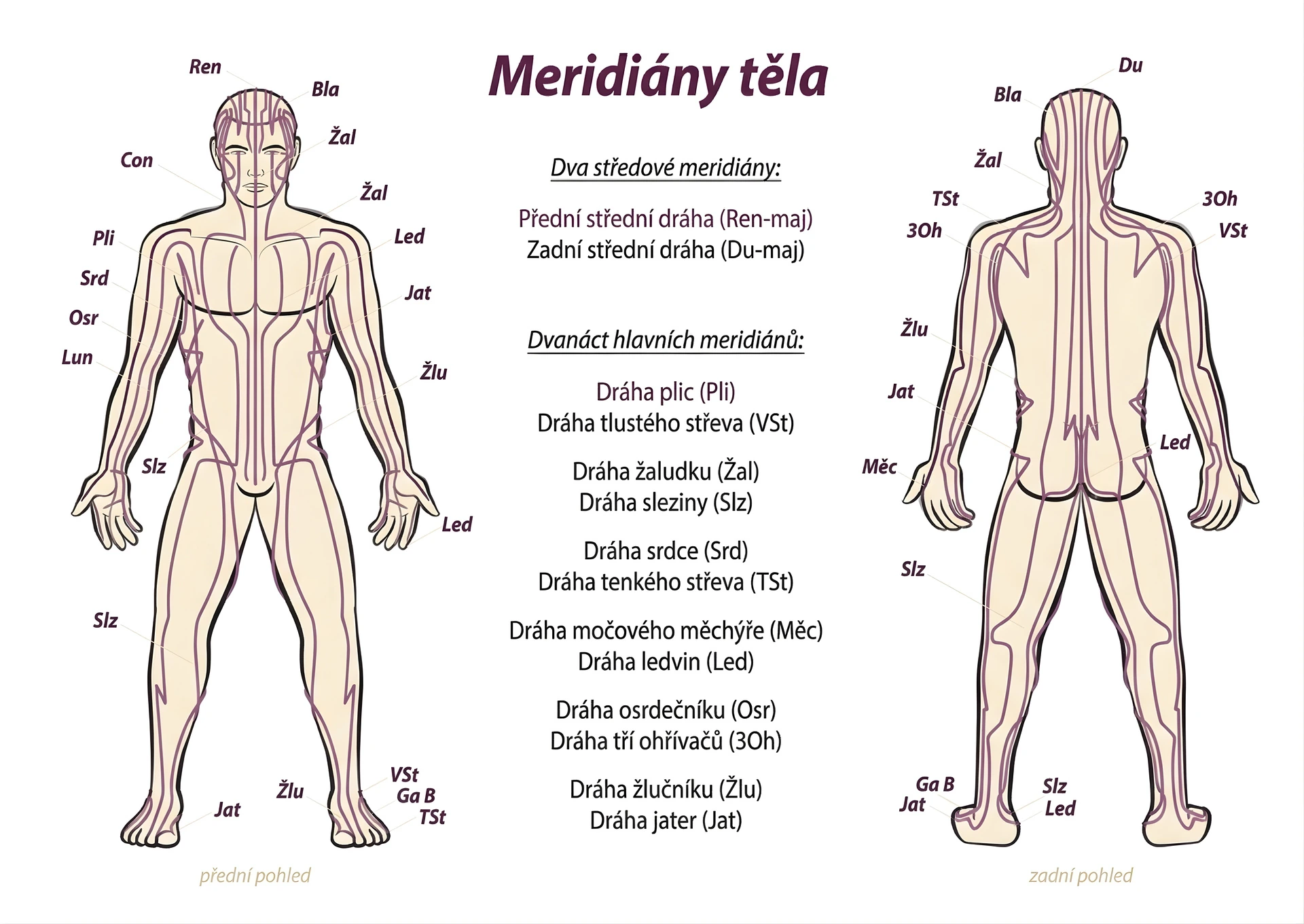 Schéma meridiánů těla podle tradiční čínské medicíny
