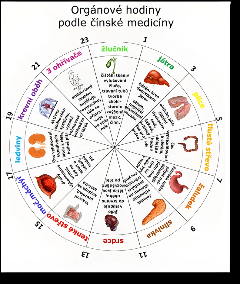 Orgánové hodiny podle tradiční čínské medicíny